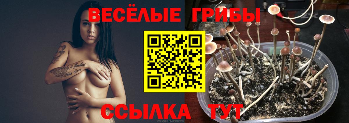Галлюциногенные грибы MAGIC MUSHROOMS Гатчина